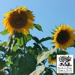 Sunflower - Mammoth Russian Seeds - Indoor Farmer