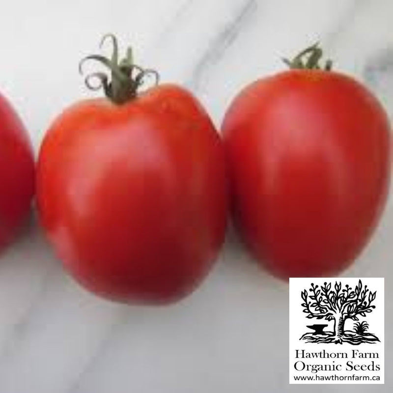 Tomatoes - Amish Paste Seeds - Indoor Farmer