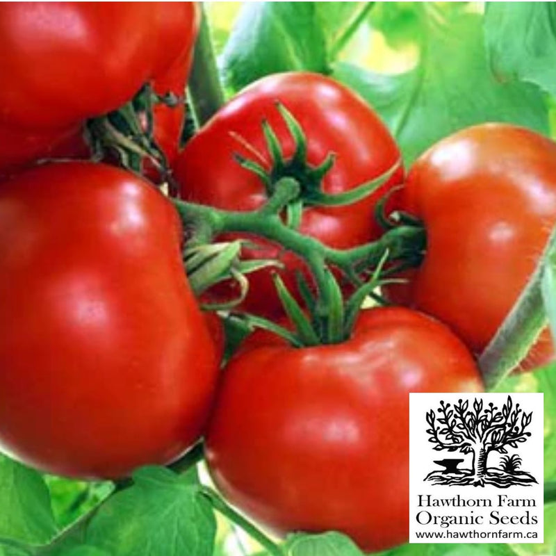 Tomatoes - Boxcar Willie Seeds - Indoor Farmer