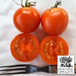Tomatoes - Jaune Flamme Seeds - Indoor Farmer