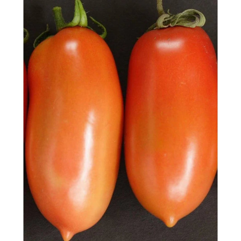 Tomatoes - La Roma Tomato Seeds - Indoor Farmer