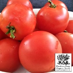 Tomatoes - Moneymaker Seeds - Indoor Farmer