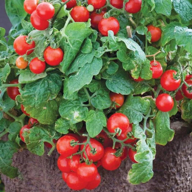 Tomatoes - Red Robin Cherry Tomato Seeds - Indoor Farmer