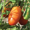 Tomatoes - San Marzano Organic Tomato Seeds 1g (Approx. 40 seeds) - Indoor Farmer