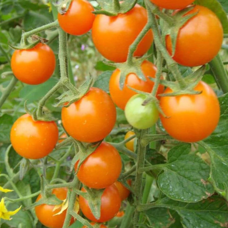 Tomatoes - Sungold Cherry Tomato Seeds - Indoor Farmer