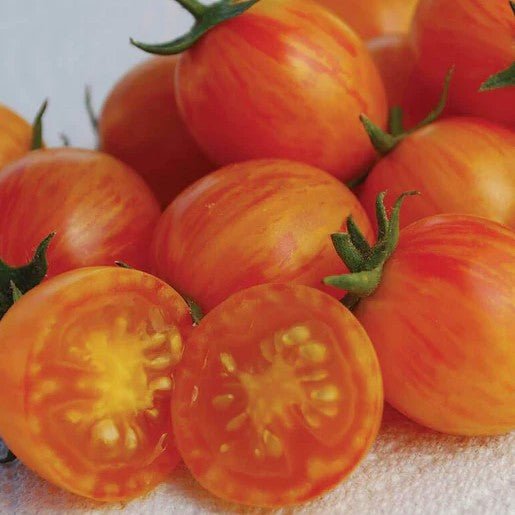 Sunrise Bumble Bee Organic Tomato Seeds