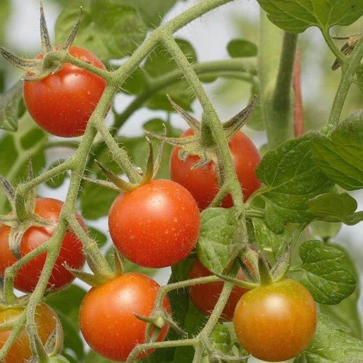 Tomatoes - Sweet Million Cherry Tomato Seeds - Indoor Farmer