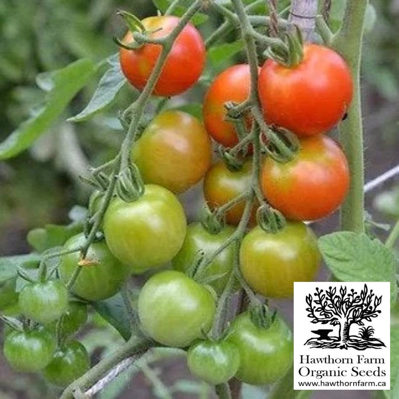 Tomatoes - Zuckertraube Seeds - Indoor Farmer