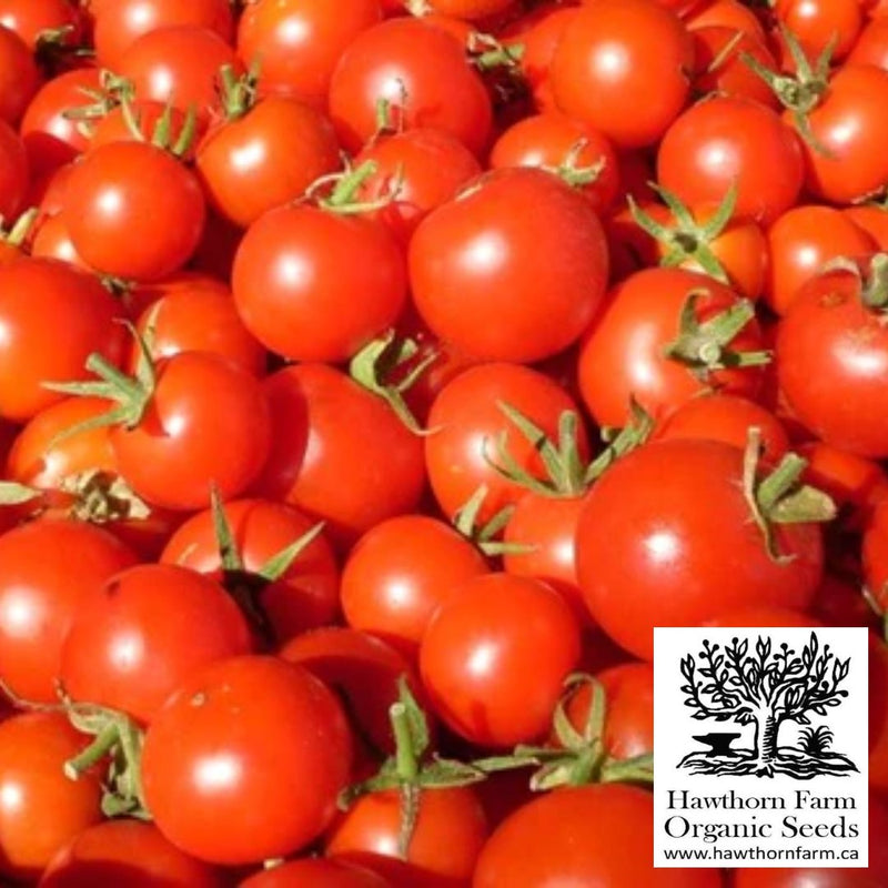 Tomatoes - Zuckertraube Seeds - Indoor Farmer