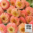 Flowers - Oklahoma Salmon Zinnia Seeds 50 Seed Packet - Indoor Farmer